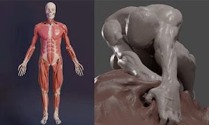(P-081) Udemy - 3D Anatomy - Sculpting in Blender - Master the Human Figure by Neil Fontaine